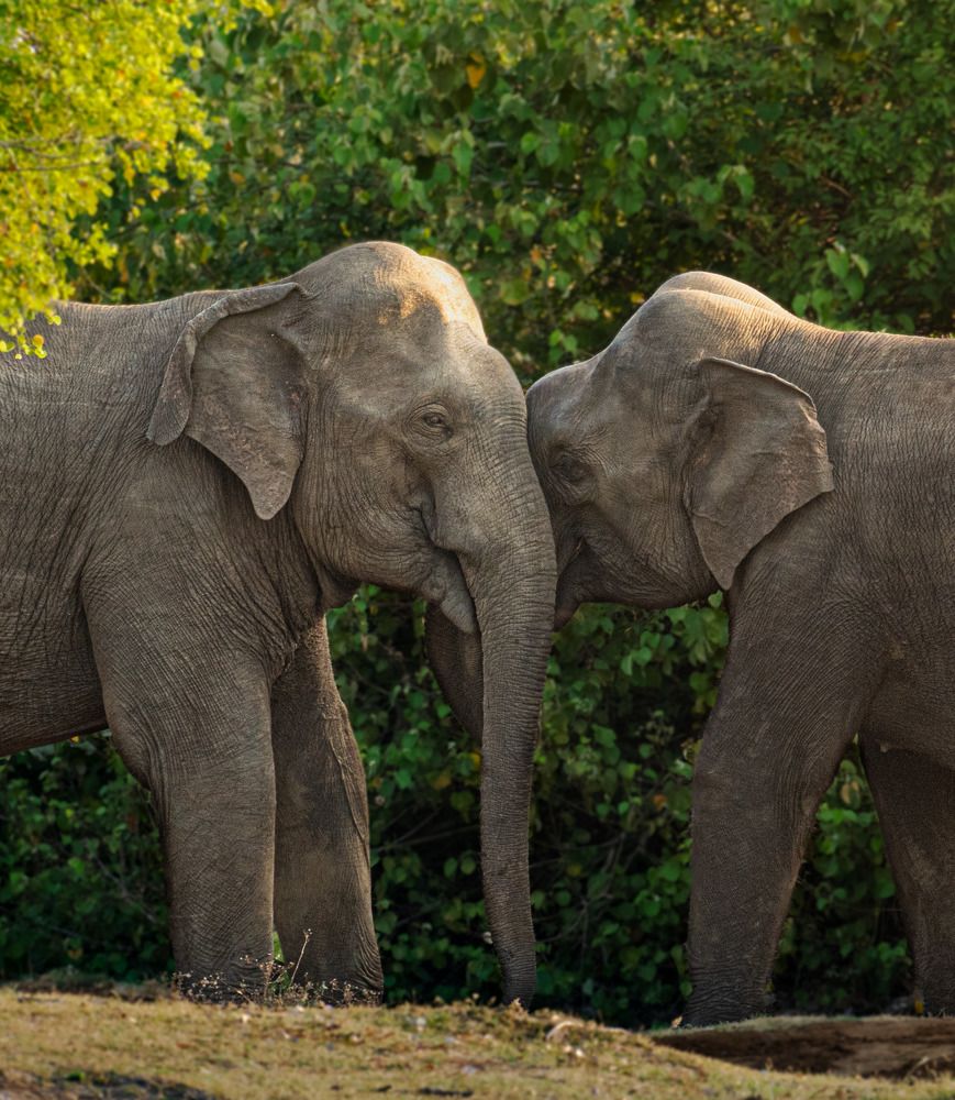 Photograph by Mohamed Raseem