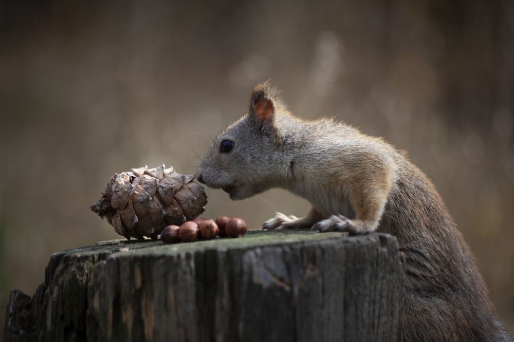 Photograph by Anton Gaev