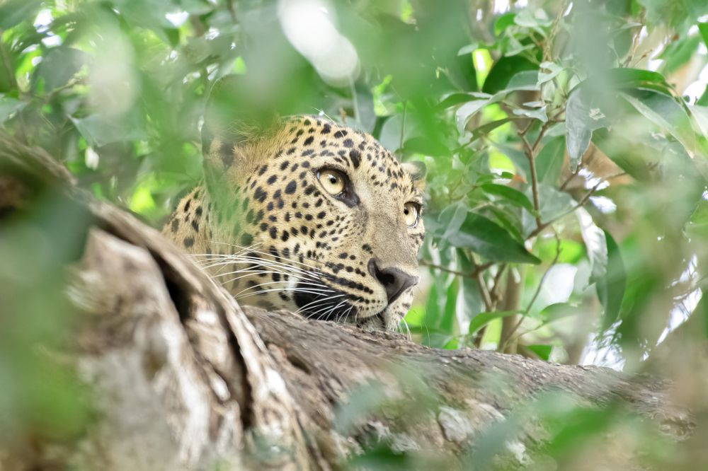 Photograph by Mohamed Raseem