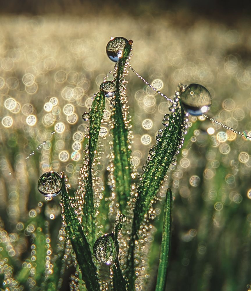 Photograph by Natalia Bolotenkova