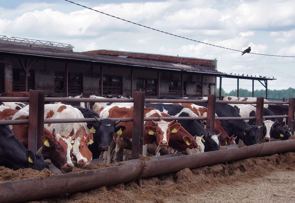 Photograph by Ольга Еремеева