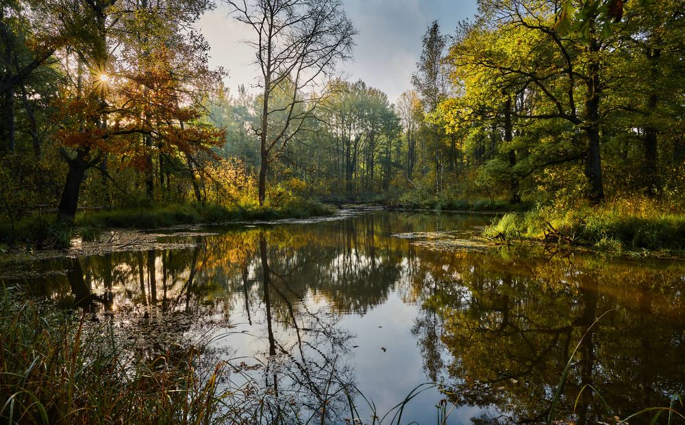 Утро в лесу.