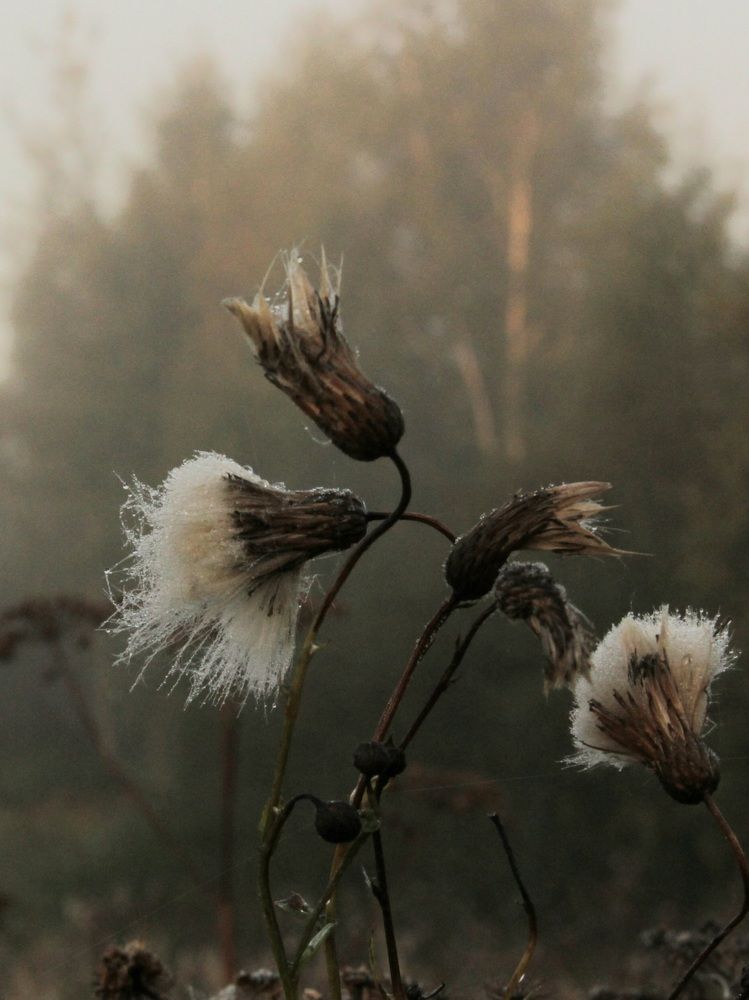 Photograph by Зоя Кулько