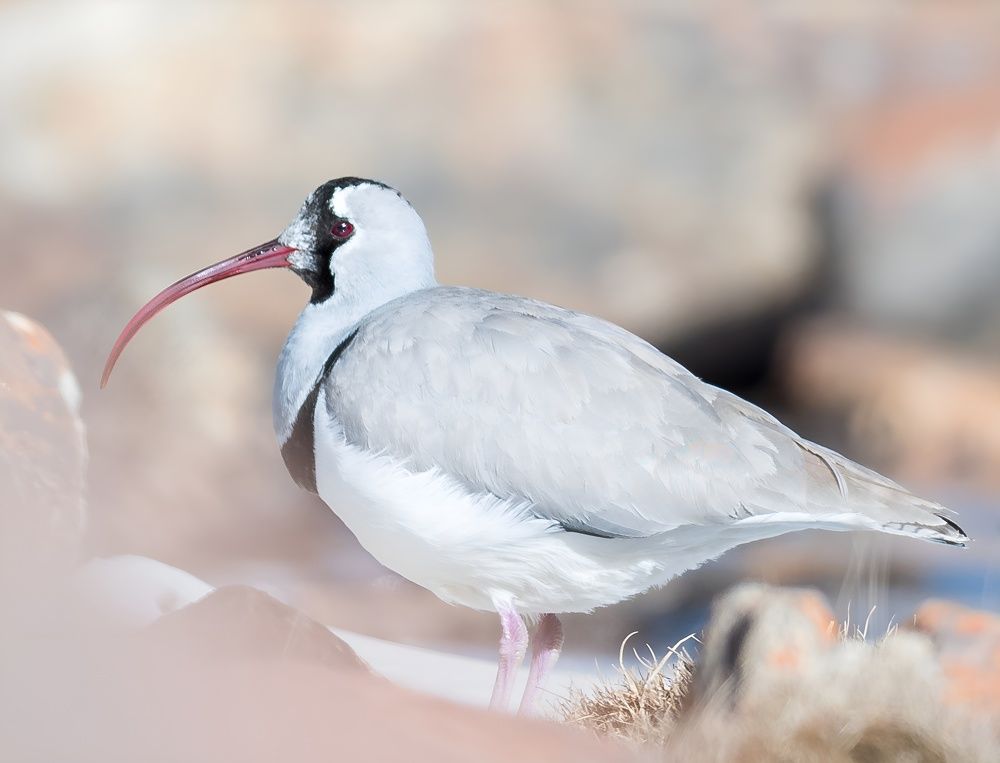 Photograph by Ranjith Kumar