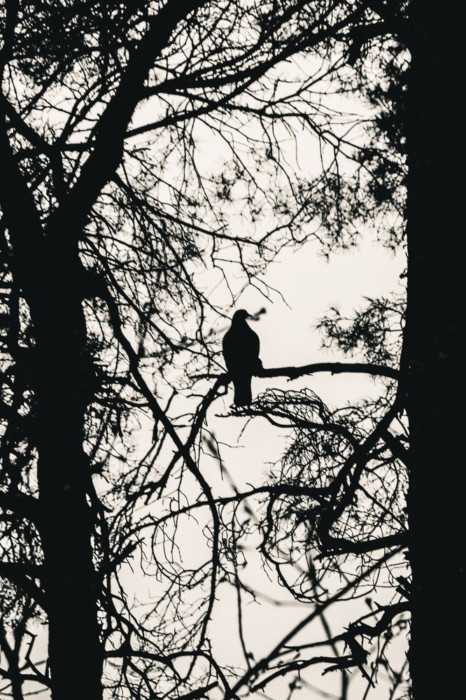 Photograph by Denis Dareuskiy