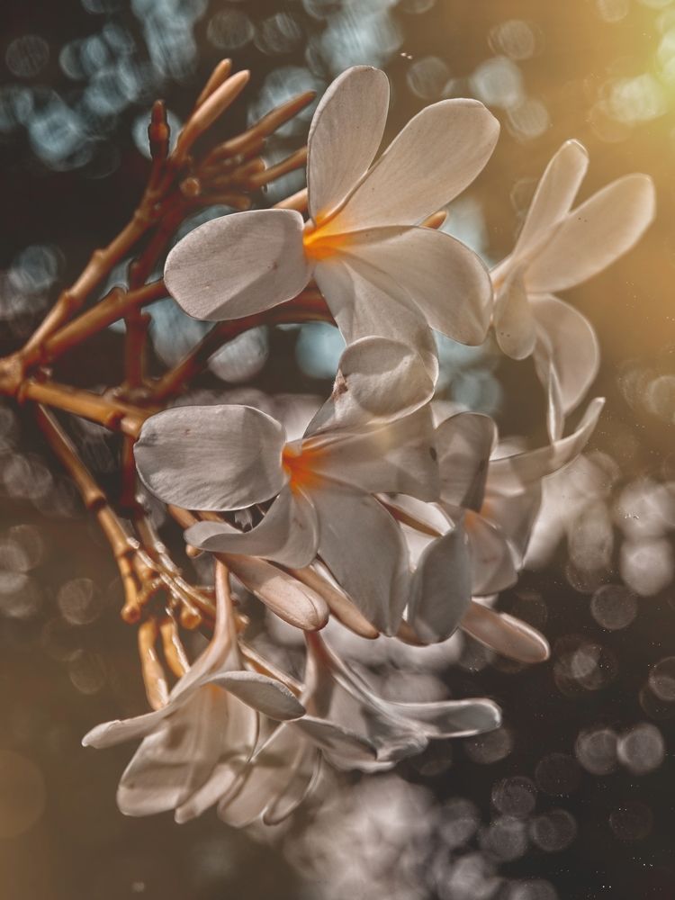 Фотография автора savitri Rawat