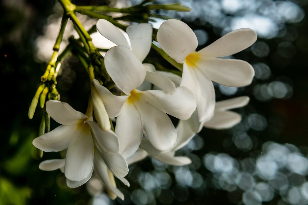 Фотография автора savitri Rawat