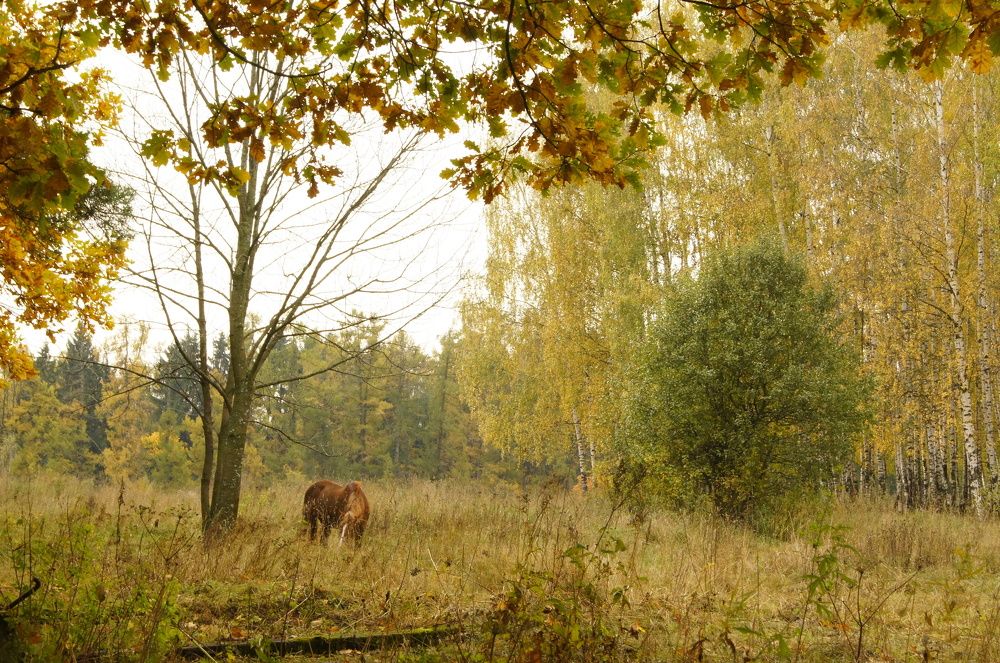 Фотография автора Вера Бокарева