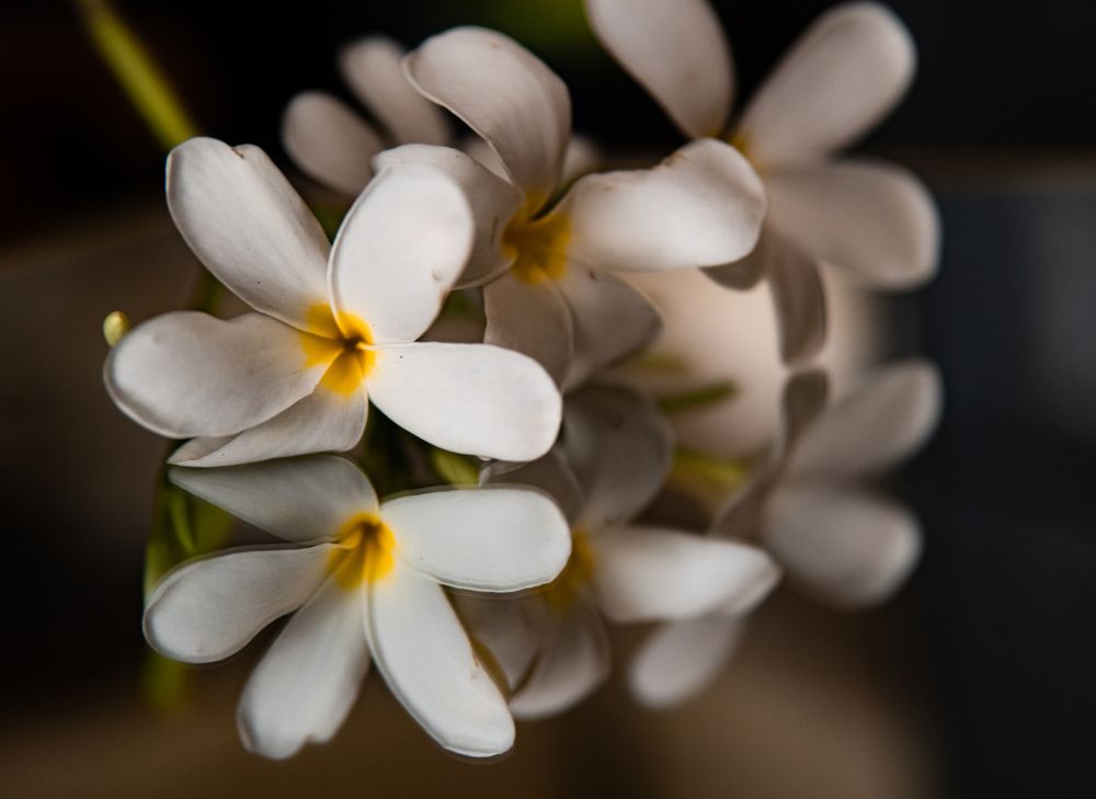 Фотография автора savitri Rawat