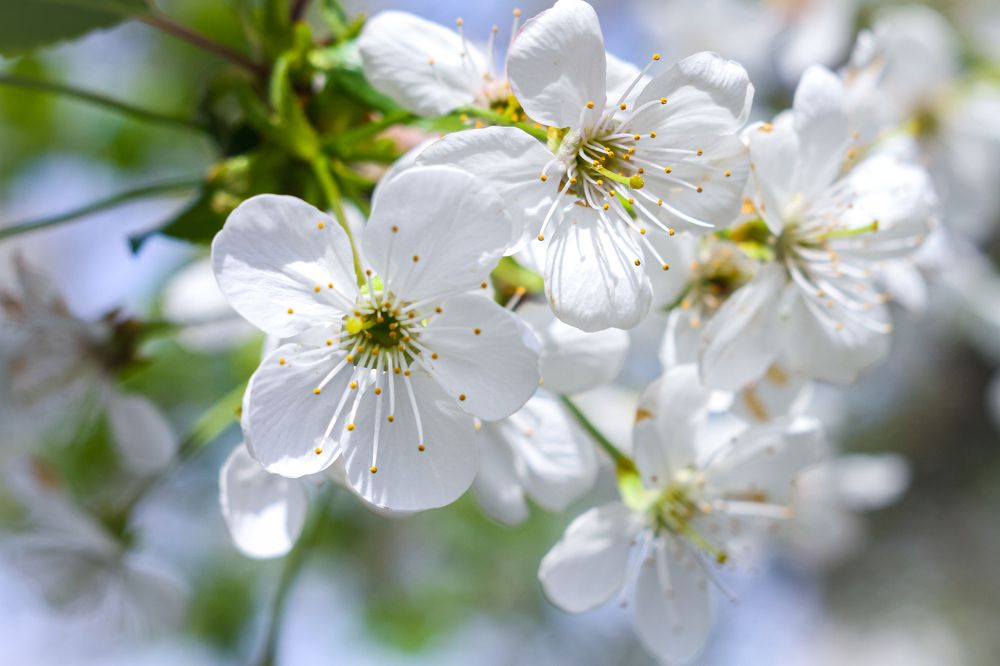 Photograph by Светлана Солдатченкова