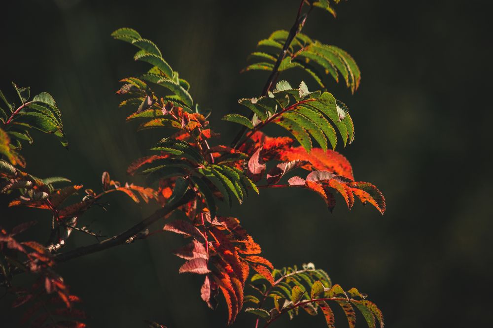 Photograph by Евгений Авдеев