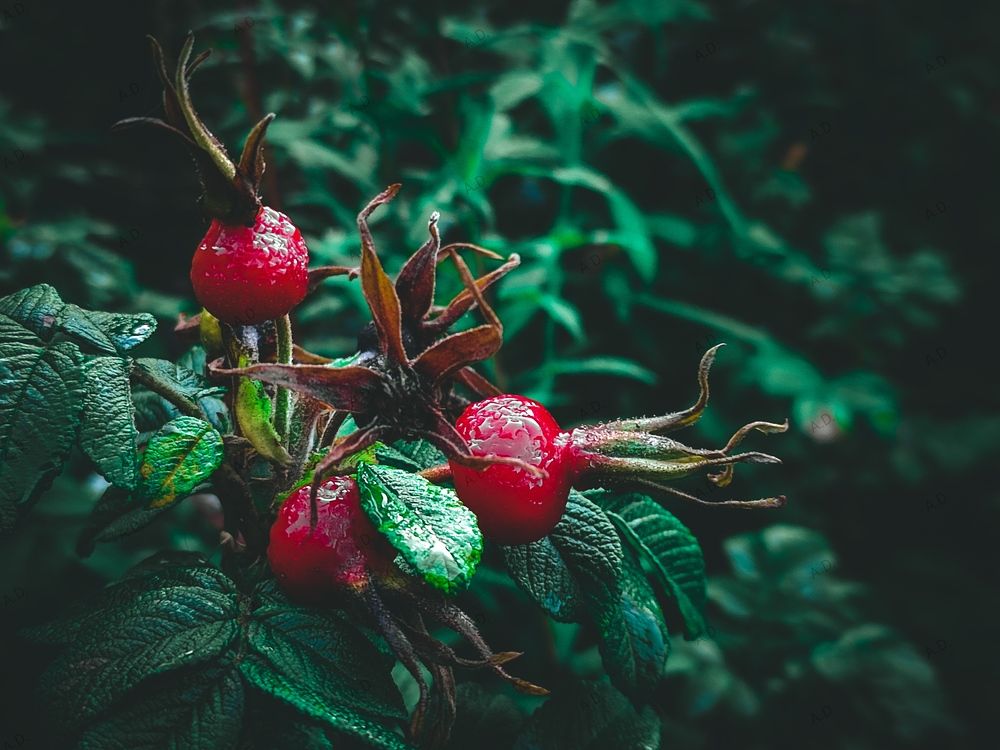 Photograph by Алёна Денисова