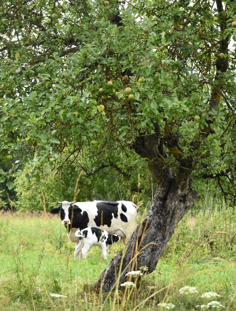 Фотография автора Catherine Shashkova