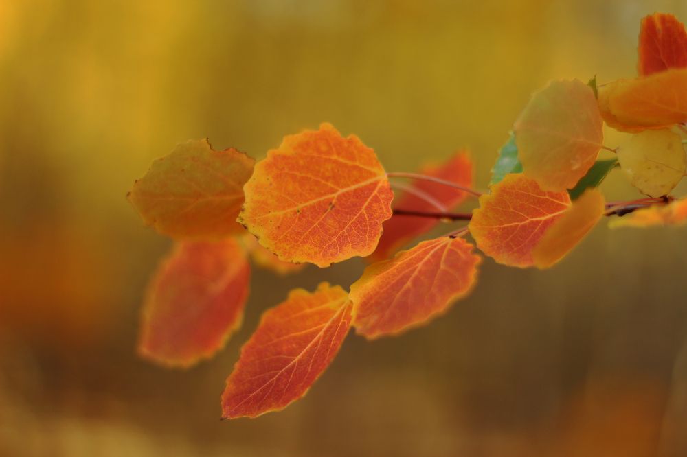 Photograph by Елена Сахарова