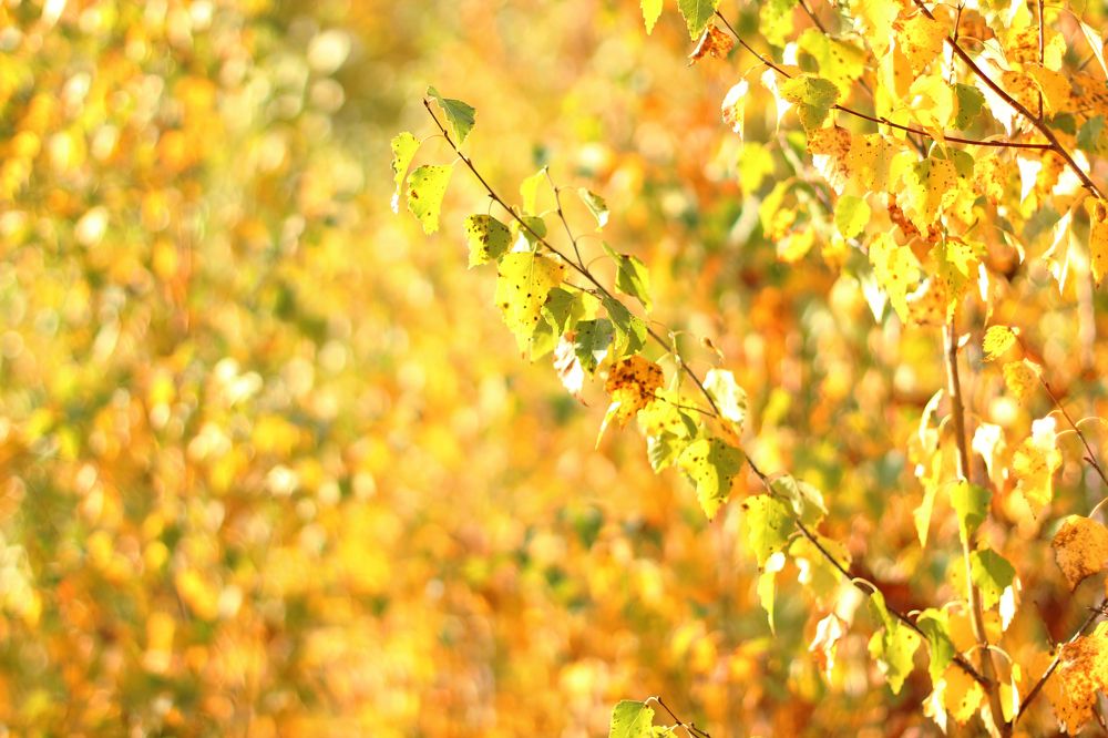 Photograph by Елена Сахарова