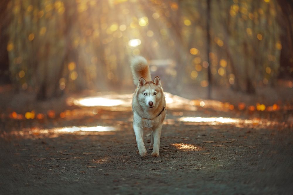 Photograph by Алёна Соболева