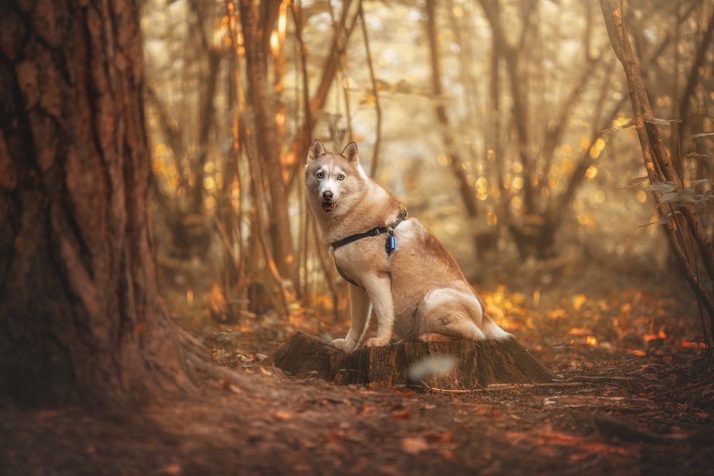 Photograph by Алёна Соболева