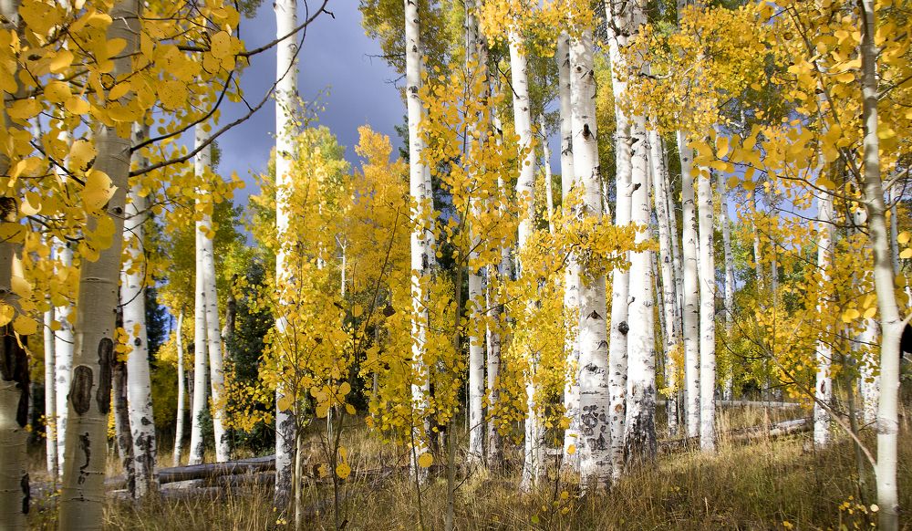 Photograph by Valentina Gatewood