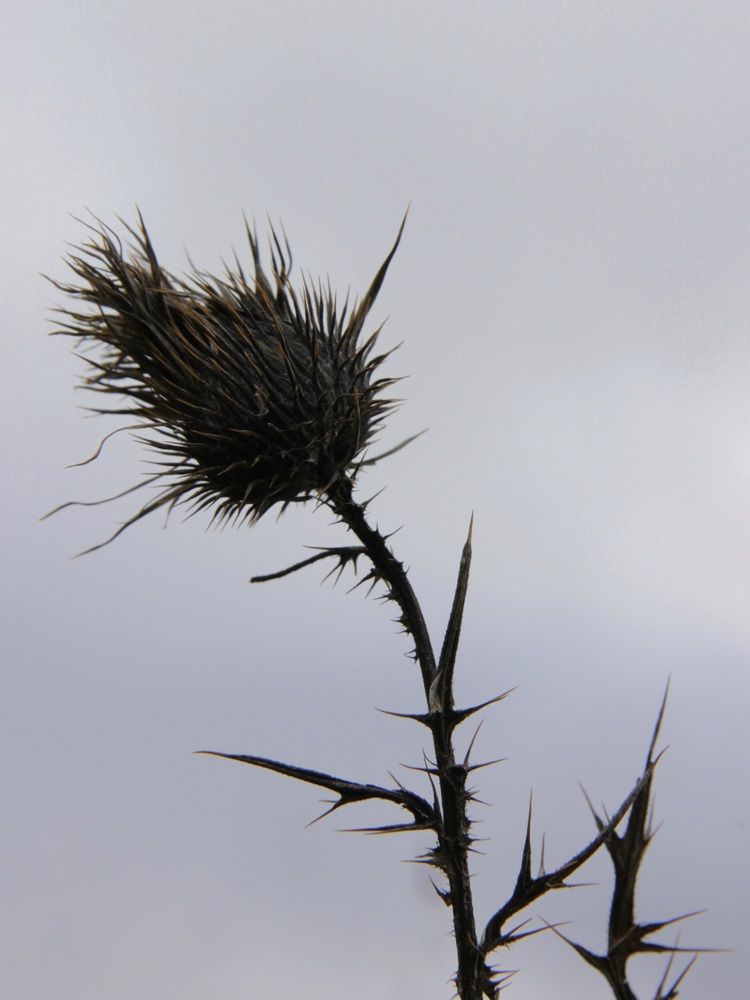 Photograph by Зоя Кулько