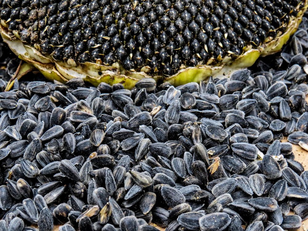 Sunflower and black seeds