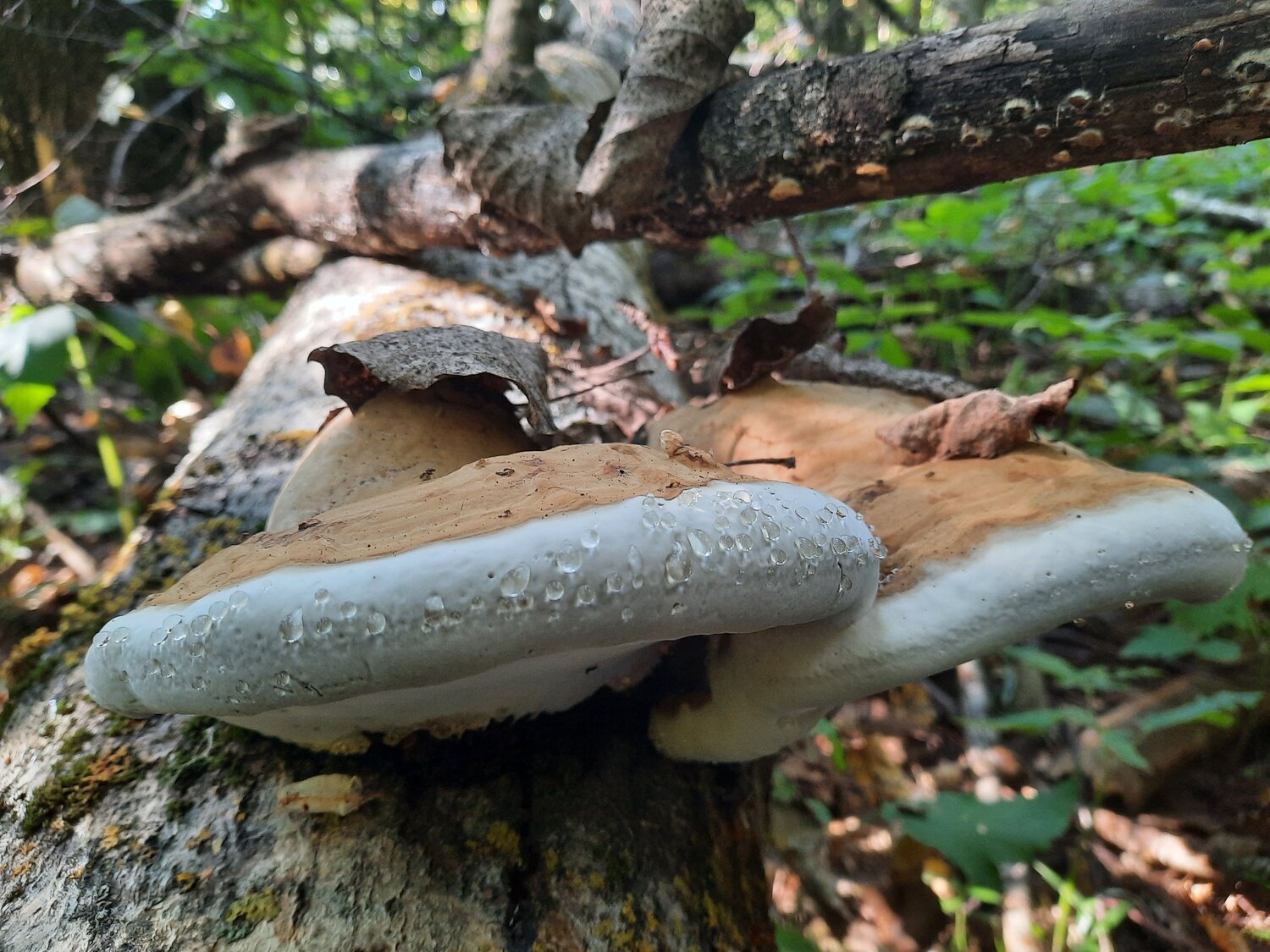 Photo #9610804