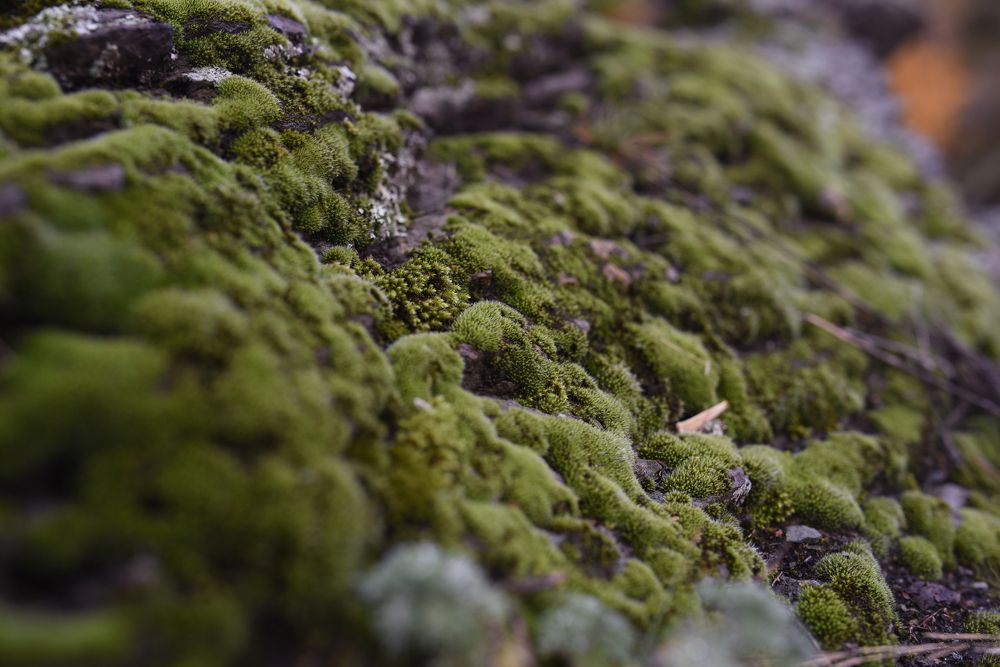 Photograph by Виктория Шамурина