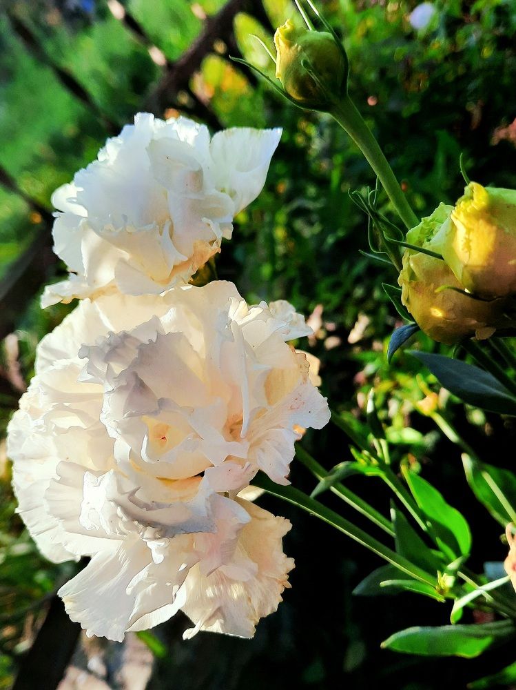 Photograph by Елена Симонова