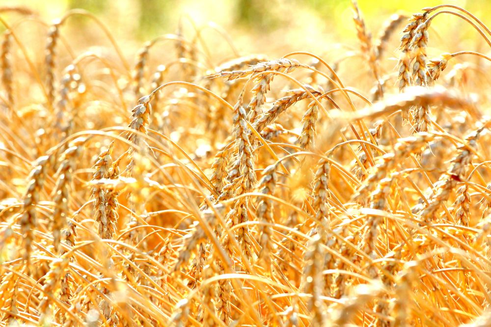 живое золото