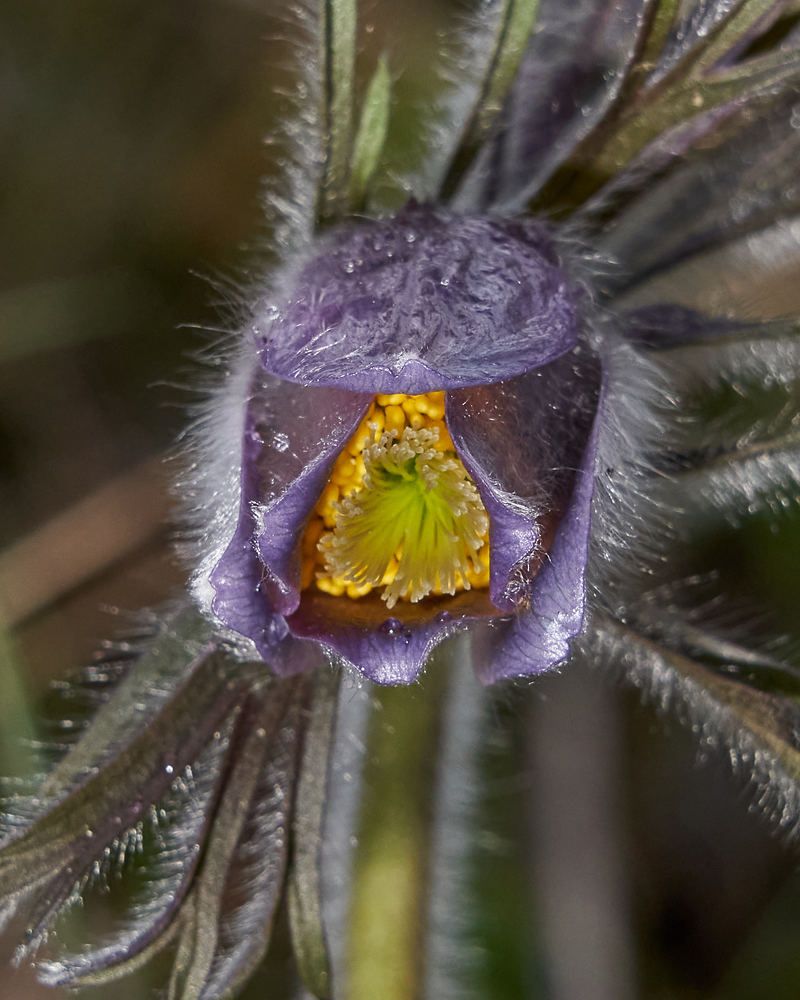 Photograph by Victor Krachkovsky