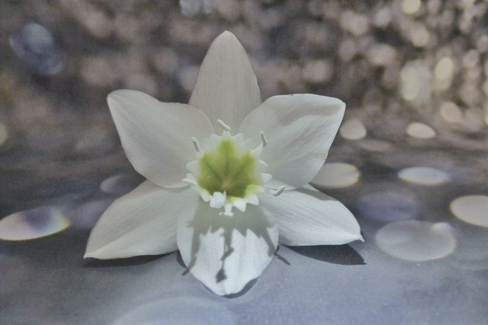 Нежность белоснежность