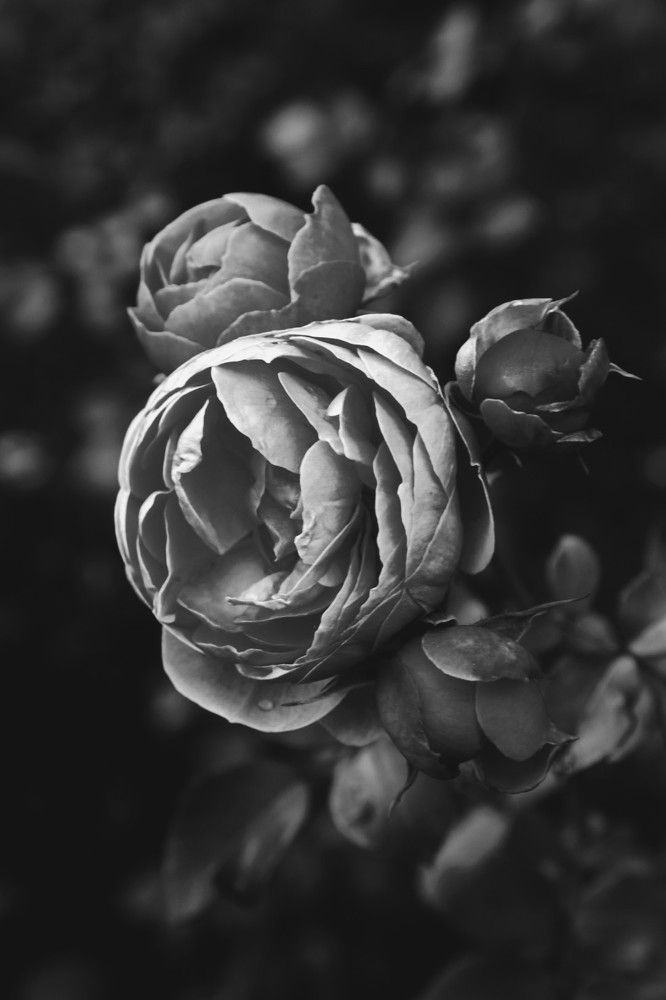 Фотография автора Елена Разина