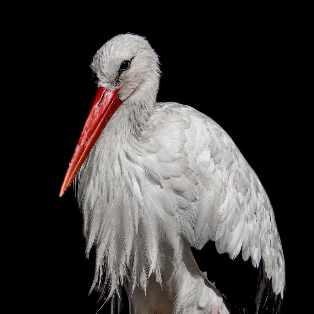 Photograph by MademoiselleK