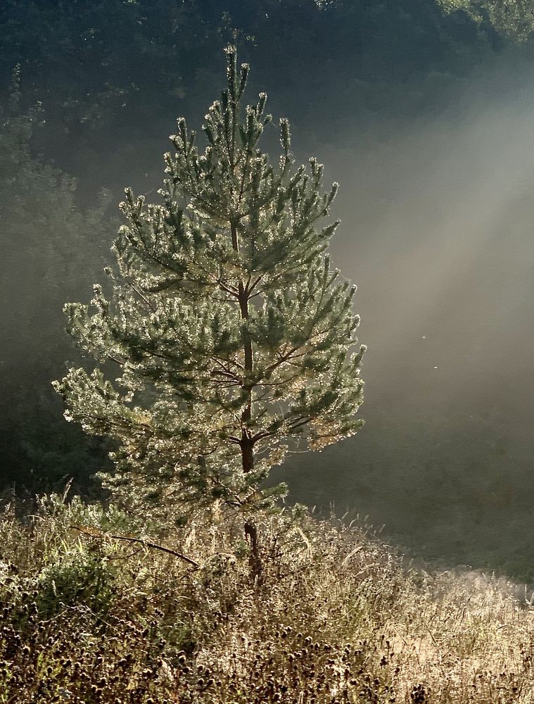 утренняя роса