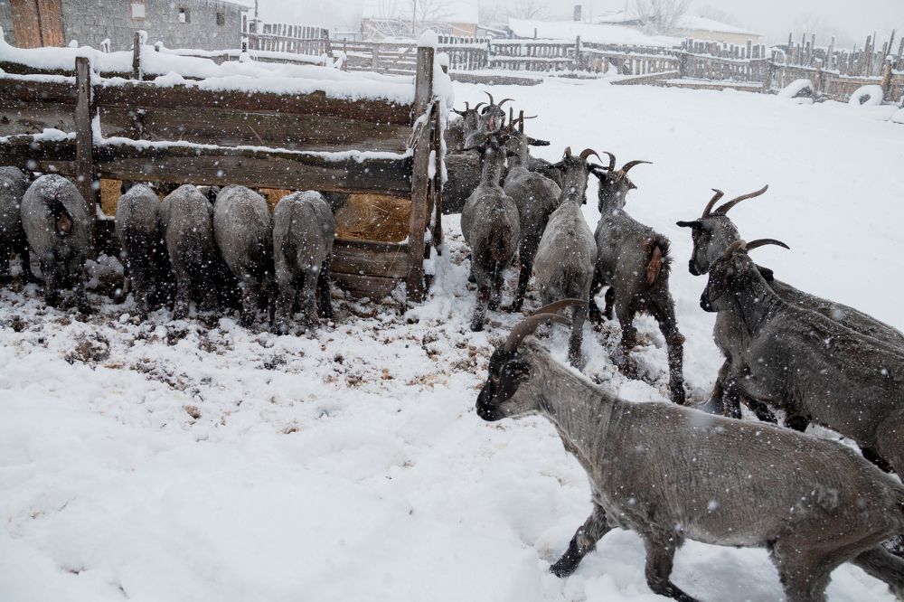 Photograph by Пиленгас Александр