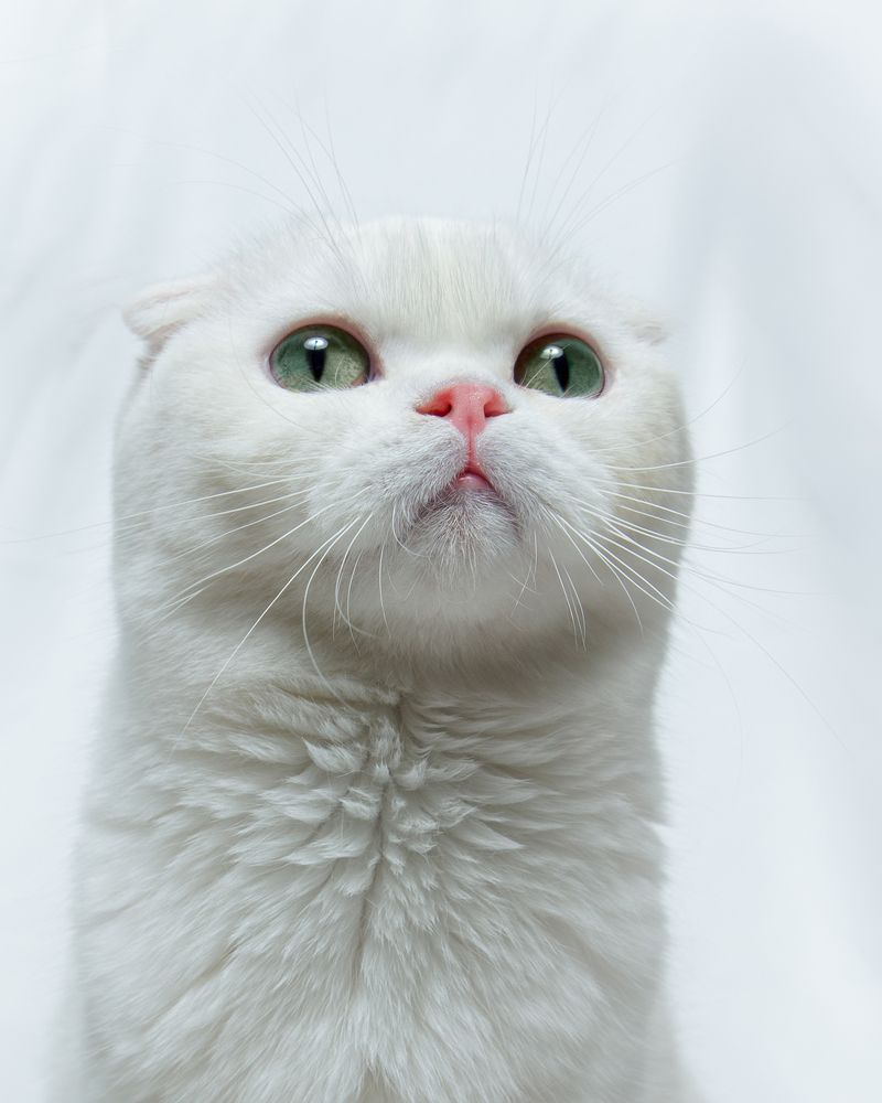 Photograph by IREN TOVMA