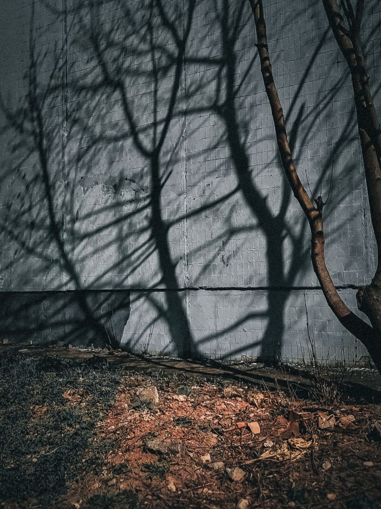 Фотография автора Светлана Алексеева