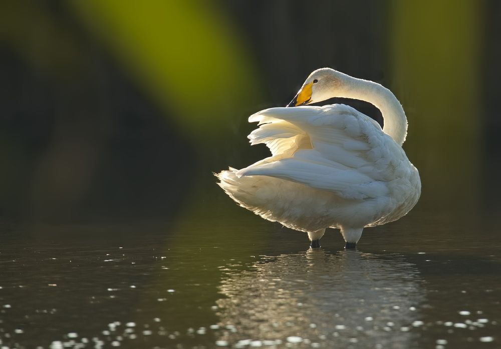 В свете софитов.