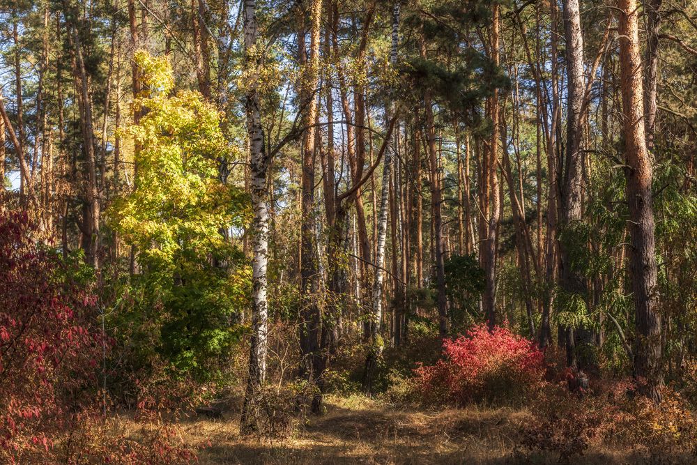 Осенний лес.