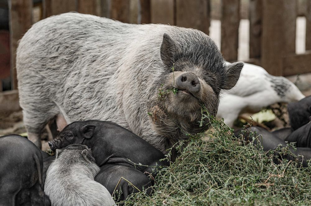 Photograph by Владимир Тузлай