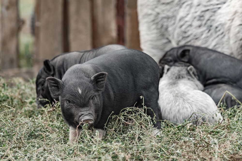 Photograph by Владимир Тузлай
