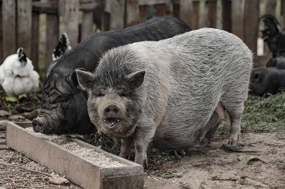 Photograph by Владимир Тузлай
