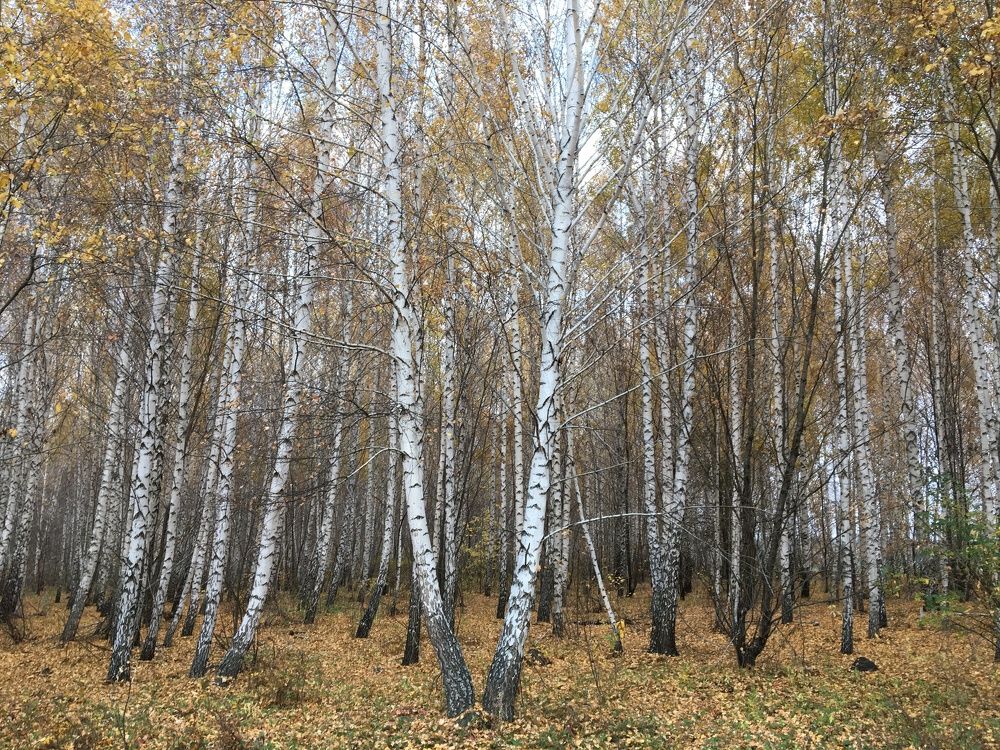 Photograph by Natasha Efanova