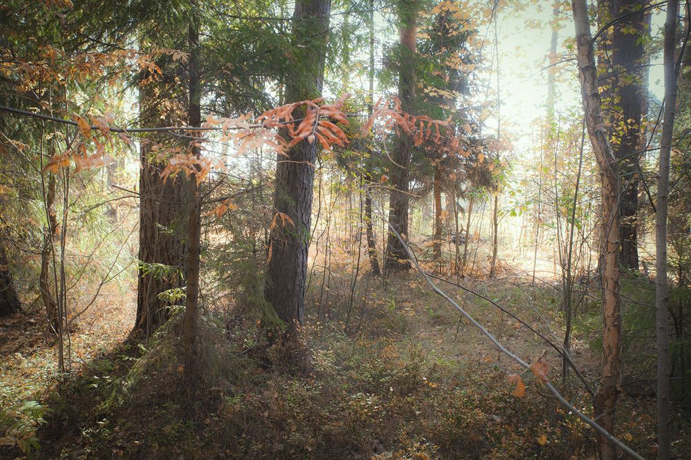 Утренний туман