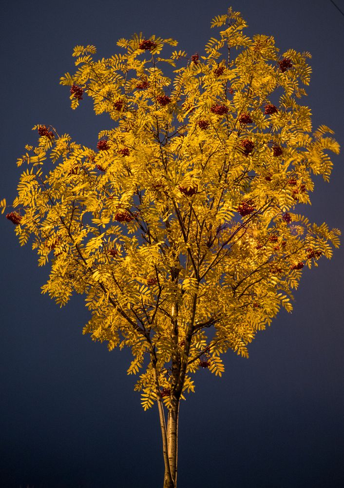 Фотография автора Шейко Анна