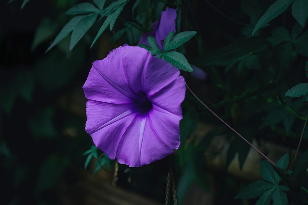 Photograph by DEBRAJ PURKAYASTHA