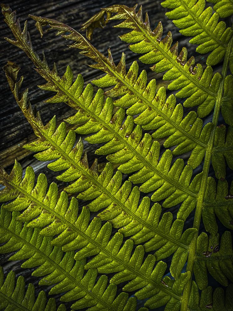 Photograph by Вера Романова