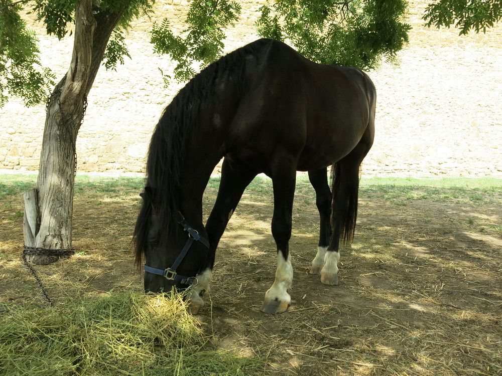 Photograph by ЭЛЬМИРА  ИСМАИЛОВА