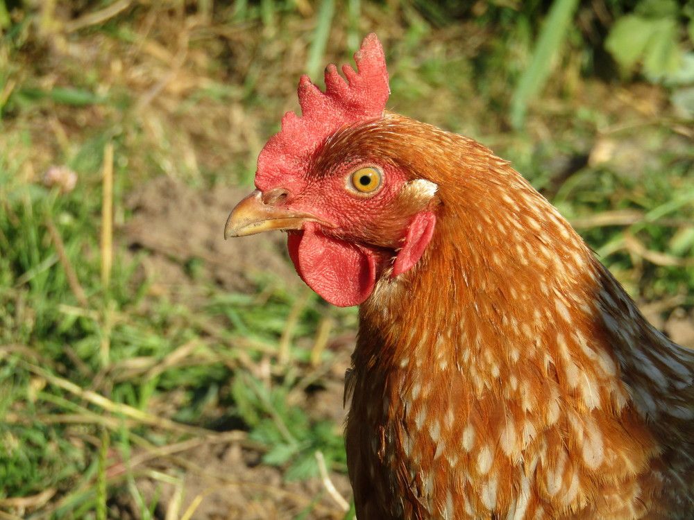 Photograph by Владимир Перминов