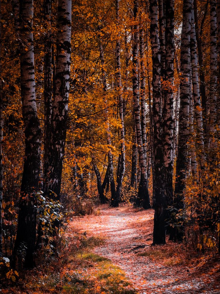 Photograph by Алексей Еремеев