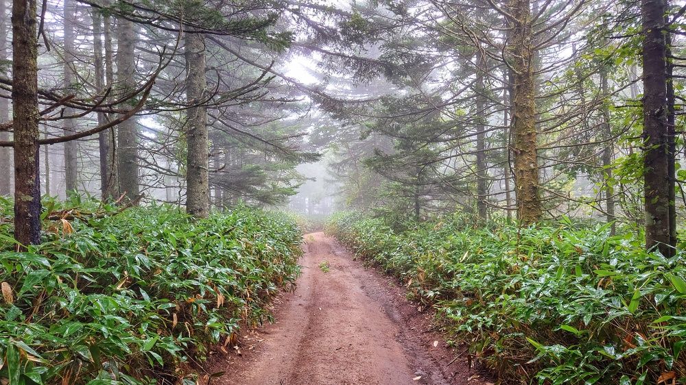 Туманный лес.